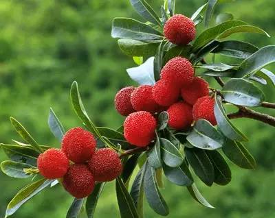 Bayberry bark extract Myricitrin Bayberry bark extract Myricitrin